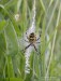 křižák pruhovaný (Pavouci), Argiope bruennichi (Scopoli, 1772) (Arachnida)